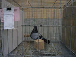 XIV Concurso Exposición de Palomas de Raza en Mula 2024